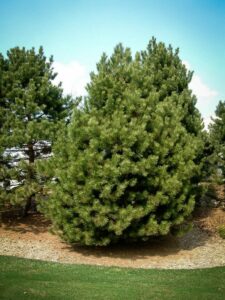 Сосна Чёрная (Pinus Nigra) купить по цене от 270.00р. в интернет-магазине «Посадика» с доставкой почтой в в Елабугае и по всей России – [изображение №1].