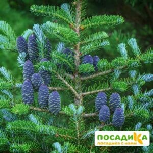 Пихта корейская (Abies koreana) купить по цене от 450.00р. в интернет-магазине «Посадика» с доставкой почтой в в Елабугае и по всей России – [изображение №1].