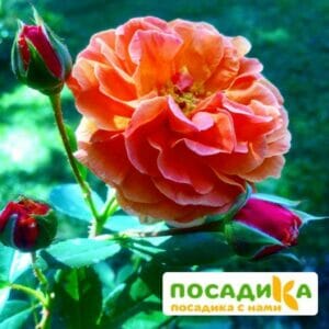 Роза Арабия купить по цене от 350.00р. в интернет-магазине «Посадика» с доставкой почтой в в Елабугае и по всей России – [изображение №1].