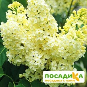 Сирень Примроуз (Primrose) купить по цене от 529.00р. в интернет-магазине «Посадика» с доставкой почтой в в Елабугае и по всей России – [изображение №1].