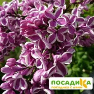 Сирень Сенсация купить по цене от 529.00р. в интернет-магазине «Посадика» с доставкой почтой в в Елабугае и по всей России – [изображение №1].