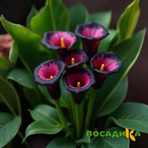 Калла Аура Лейс купить по цене от 400р. в интернет-магазине «Посадика» с доставкой почтой в в Елабугае и по всей России – [изображение №1].