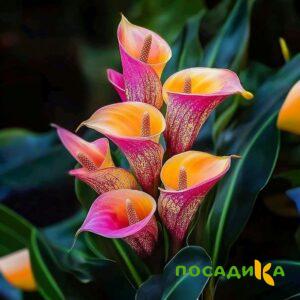 Калла Оникс купить по цене от 450р. в интернет-магазине «Посадика» с доставкой почтой в в Елабугае и по всей России – [изображение №1].
