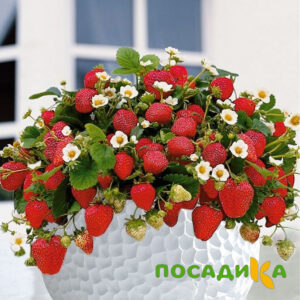 Клубника Рубиновый Шепот (горшечная) купить по цене от 240р. в интернет-магазине «Посадика» с доставкой почтой в в Елабугае и по всей России – [изображение №1].