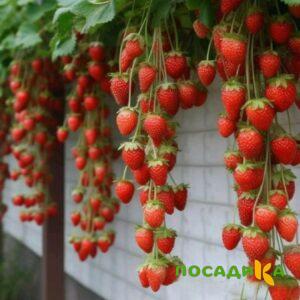 Клубника вьющаяся Комплимент купить по цене от 470р. в интернет-магазине «Посадика» с доставкой почтой в в Елабугае и по всей России – [изображение №1].