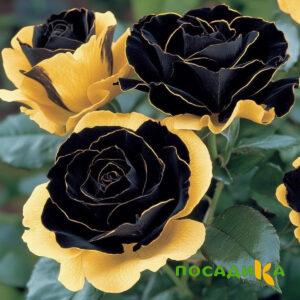 Роза Ханни Сикл купить по цене от 700р. в интернет-магазине «Посадика» с доставкой почтой в в Елабугае и по всей России – [изображение №1].