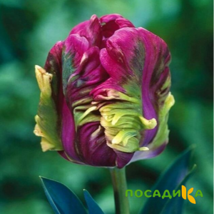 Тюльпан Экзотик Хэвен купить по цене от 186р. в интернет-магазине «Посадика» с доставкой почтой в в Елабугае и по всей России – [изображение №1].