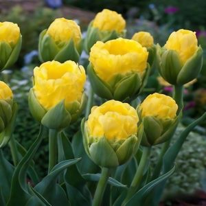 Тюльпан махровый Ванила Коп купить по цене от 159р. в интернет-магазине «Посадика» с доставкой почтой в в Елабугае и по всей России – [изображение №1].