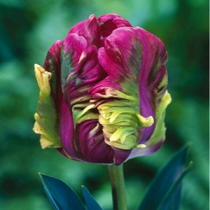 Тюльпан Экзотик Хэвен купить по цене от 186р. в интернет-магазине «Посадика» с доставкой почтой в в Елабугае и по всей России – [изображение №1].